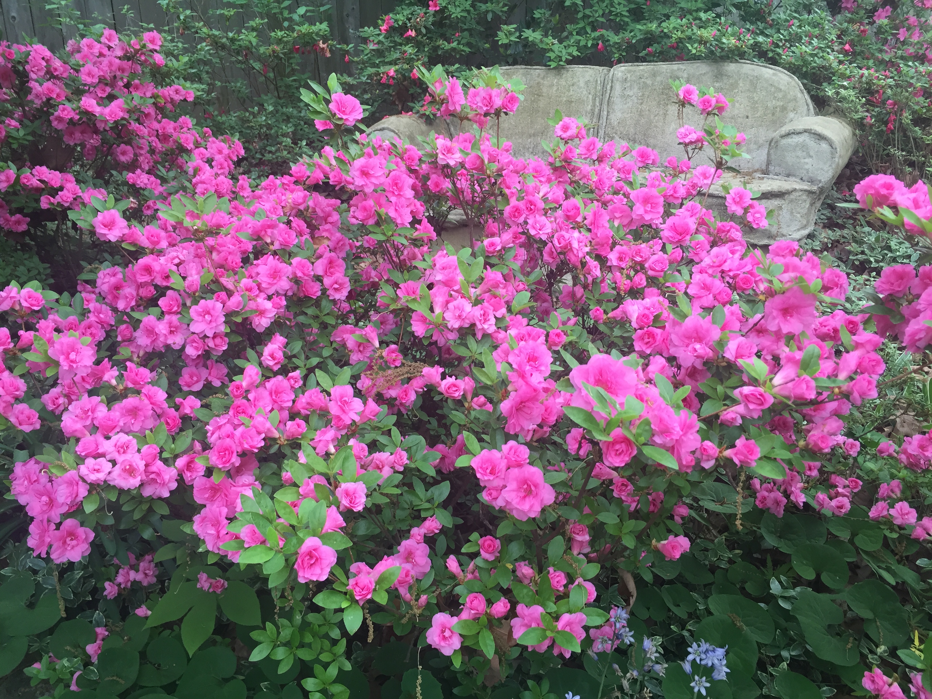 Azalea rhododendron deals